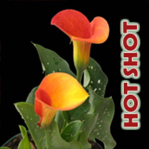 Hot Shot Zantedeschia bulbs - Calla Lilly - Arum Lilly fully grown LARGE bulbs