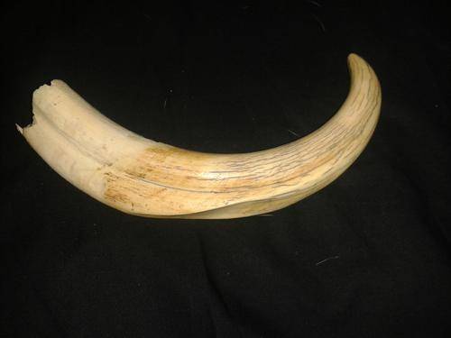 22cm Warthog tusk