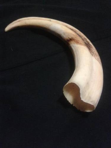 22cm Warthog tusk
