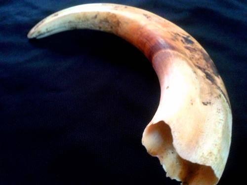 +- 29 cm  Warthog Tusk  ***HUGE***