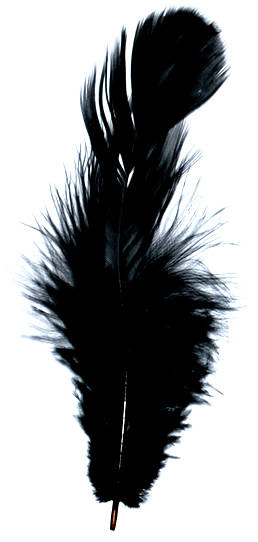 Small Black feathers   (10pcs)