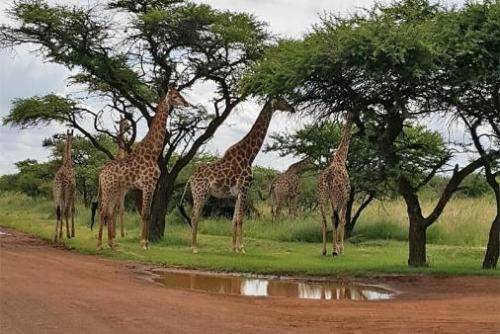 Public Holiday Midweek Mabalingwe 24 Sep 18 to 28 Sep 18