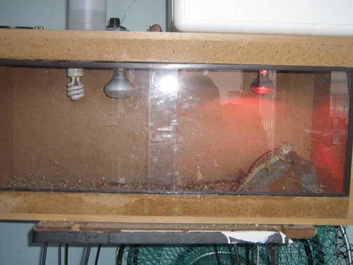 BEARDED DRAGON(Relisting due to time waster)