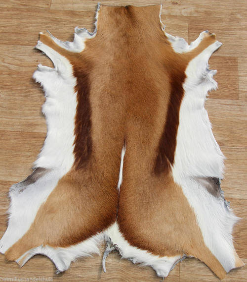 GENUINE SPRINGBOK HIDE -GRADED -VERY BEAUTIFUL-!!!!!! NOW ON AUCTION