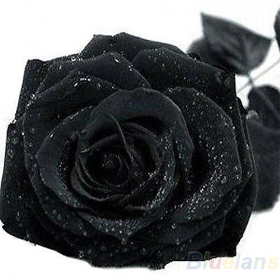 Rose Seeds (10 Seeds)