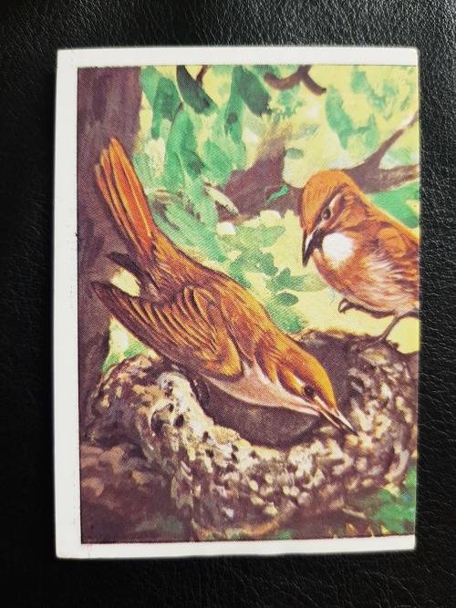 Figurine Panini Birds Sticker #221 (1979)