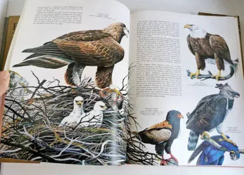Birds of the World by Oliver L. Austin, Illustrated by Arthur Singer, 1988