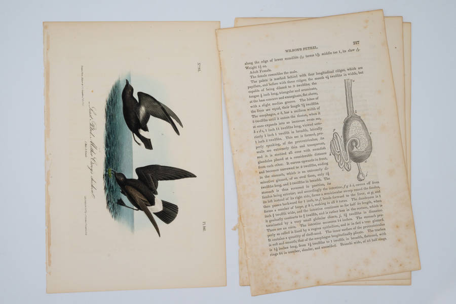 Least Petrel Mother Carey`s Chicken Plate 461 by John James Audubon