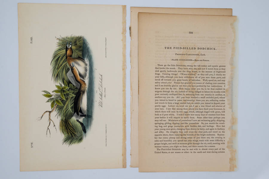 Pied-Billed Dobchick by John James Audubon