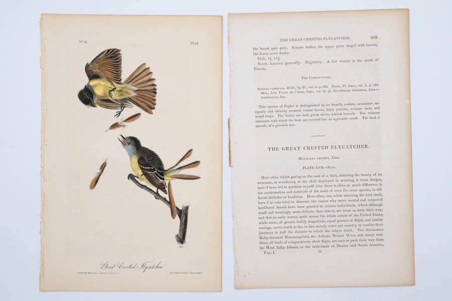 Great Crested Flycatcher Plate 57 by John James Audubon