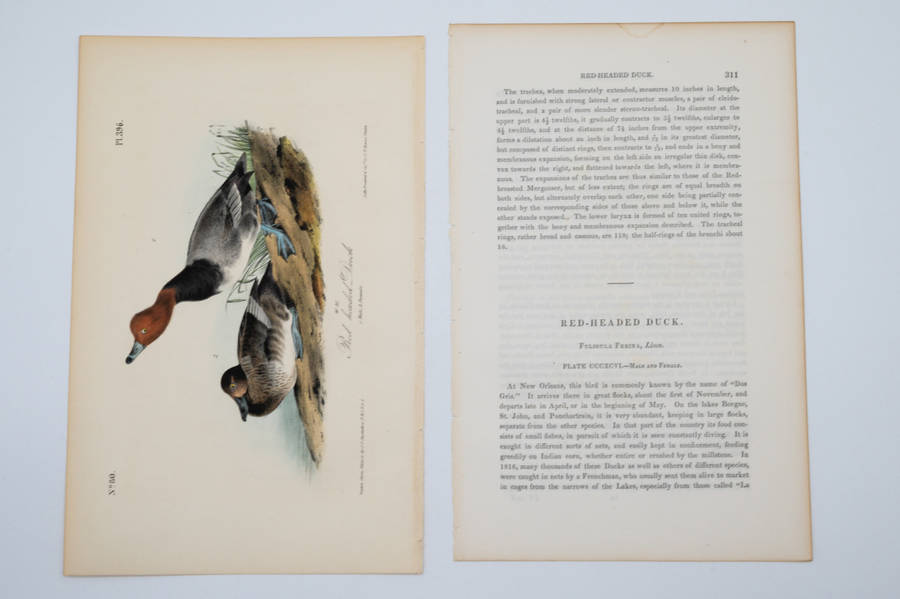 Red Headed Duck Plate 396 by John James Audubon