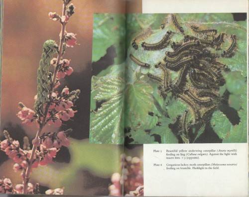 PHOTGRAPHING NATURE INSECTS - HEATHER ANGEL (1 ST PUBLISHED 1975)