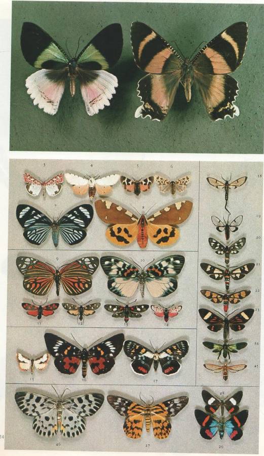 INSECTS OF THE WORLD - WALTER LINSENMAIER (1972)