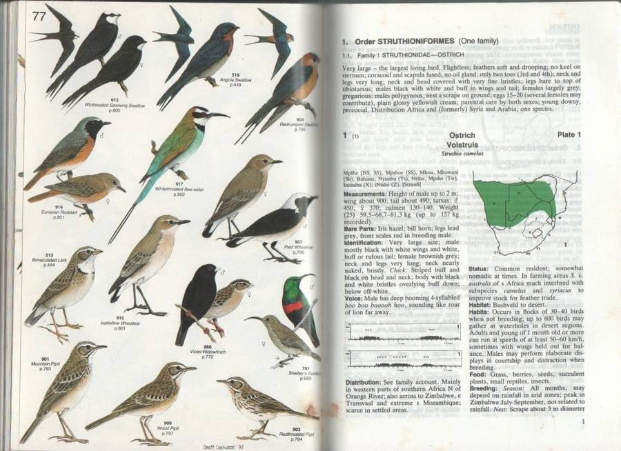 ROBERTS' BIRDS OF SOUTHERN AFRICA - GORDON LINDSAY MACLEAN (SIXTH EDITION 1993)