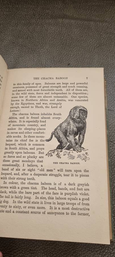 Animals of Africa Bryden, H.A. Illustrated by E. Caldwell. 1909 Edition!