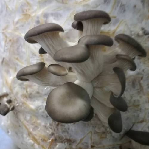 Mushroom Growing Kits