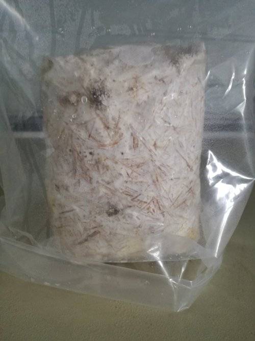 Mushroom Growing Kits