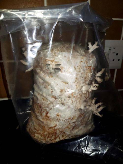 Mushroom Growing Kits