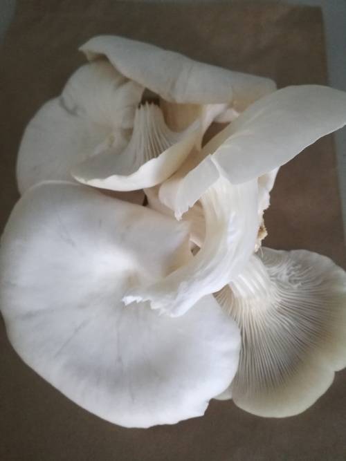 Mushroom Growing Kits