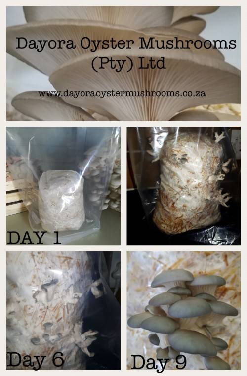 Mushroom Growing Kits