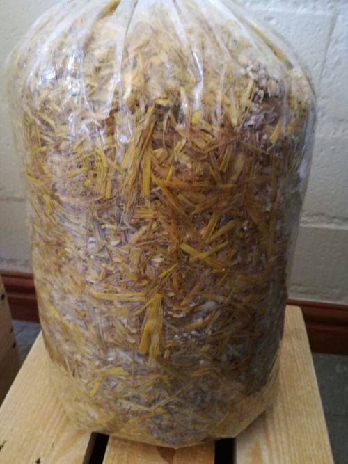 Hobby Oyster Mushrooms Training Kit