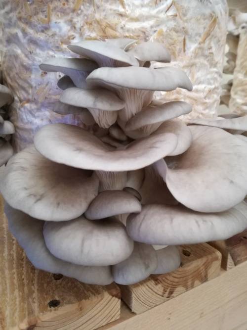 Hobby Oyster Mushrooms Training Kit