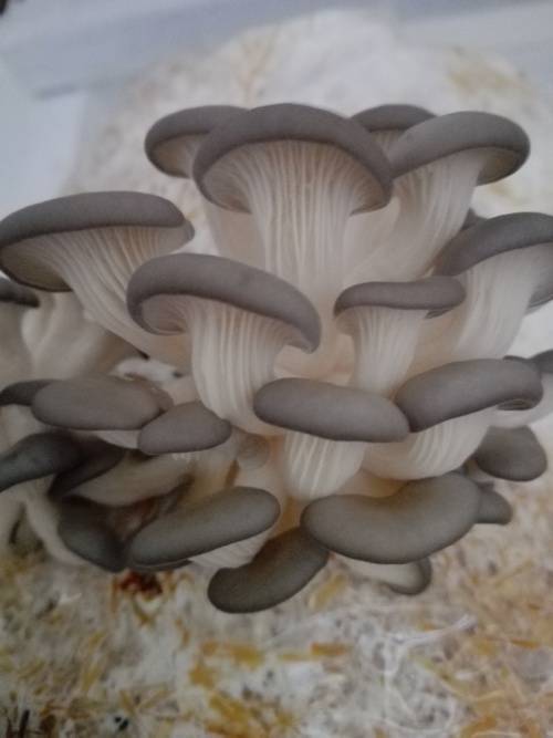 Mushroom Training Kit with consumables