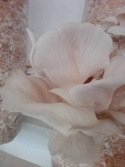 Mushroom Training Kit with consumables