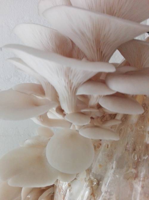 Mushroom Training Kit with consumables