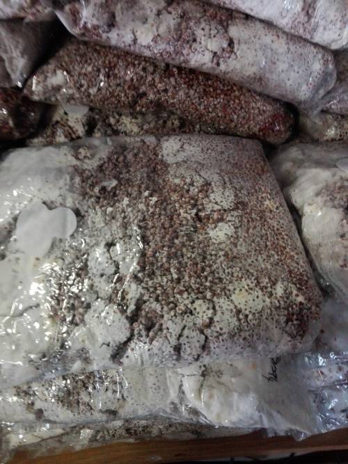 Mushrooms Spawn 1.5kg