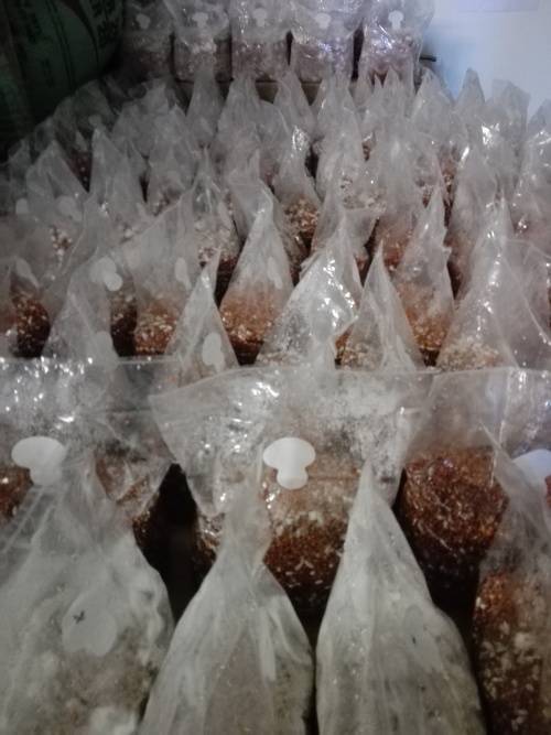 Mushrooms Spawn 1.5kg