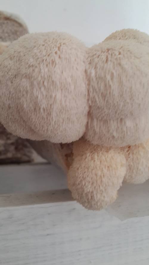 Lions Mane Growing Log
