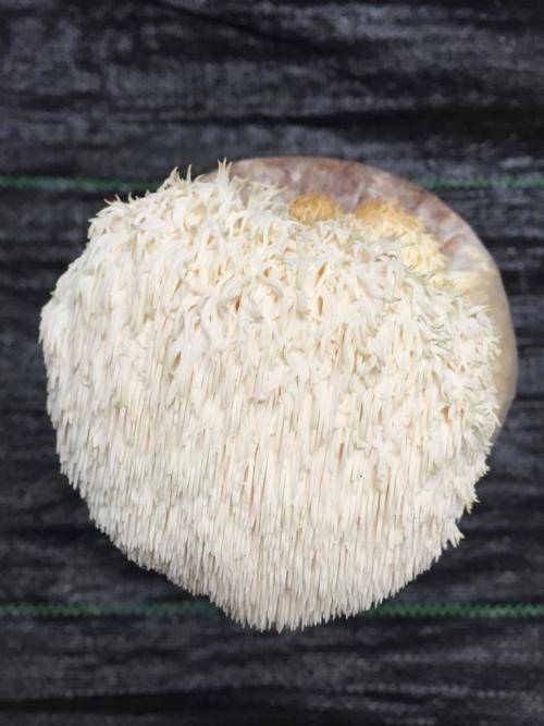 Lions Mane Growing Log