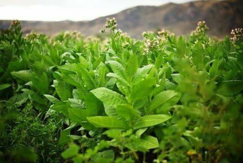 Rare Organic Seeds Smoking Tobacco `Oriental` Vostochniy. 50 Seeds