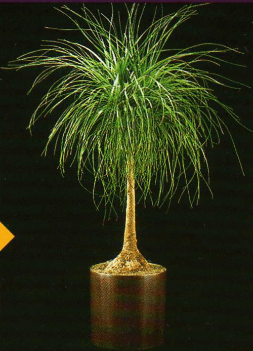 Beautiful young healthy Ponytail palms!!