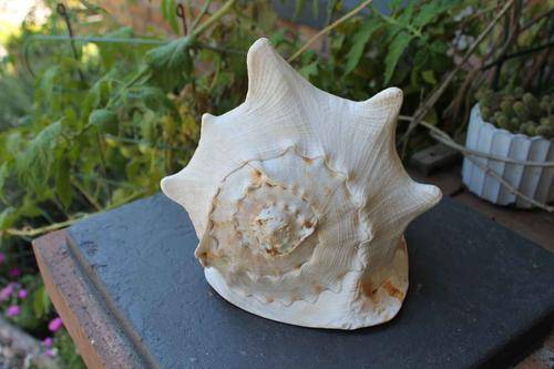 Vintage Shell Huge