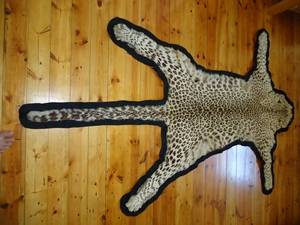 Vintage Leopard Skin mounted on Black Felt