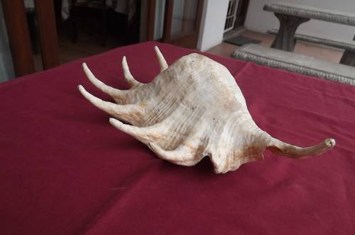 Large 7 pointed seashell.Point to point length 34cm. From Tanzania.
