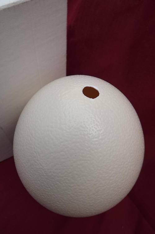 Ostritch Egg - ready for export