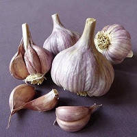 Garlic Collection - 10 Exotic Varieties