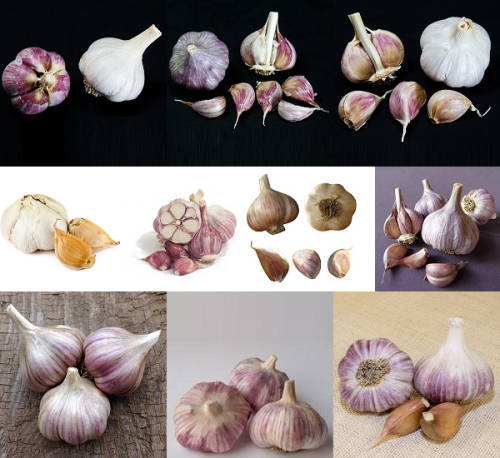 Garlic Collection - 10 Exotic Varieties