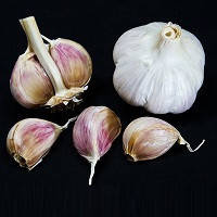 Garlic Collection - 10 Exotic Varieties