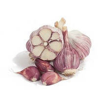 Garlic Collection - 10 Exotic Varieties