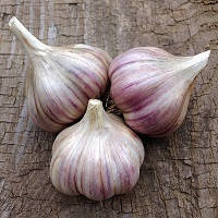 Garlic Collection - 10 Exotic Varieties