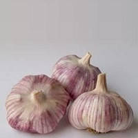 Garlic Collection - 10 Exotic Varieties