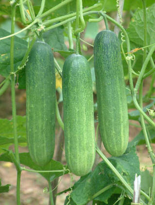 Thai Cucumber - Cucumis Sativus - Vegetable - 10 Seeds - Exotic Asian Vegetables