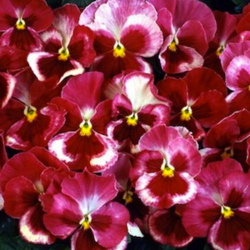 Pansy Acquarelle Strawberry - Viola Wittrockiana - Annual Plant - 50 Seed Pack - Beautiful Flowers