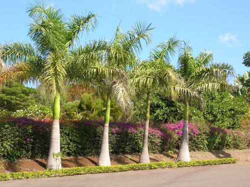 Cuban Royal Palm - Roystonea Regia - 5 Seed Pack - Tropical