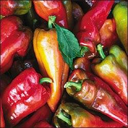 Beaver Dam Chilli Pepper - Capsicum Annuum - Vegetable - Hot - Heirloom - 5 Seeds