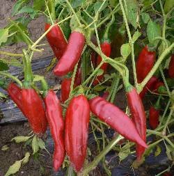 Guajillo Pepper - Capsicum Annuum - Mexican Hot Chilli Pepper - 10 Seeds